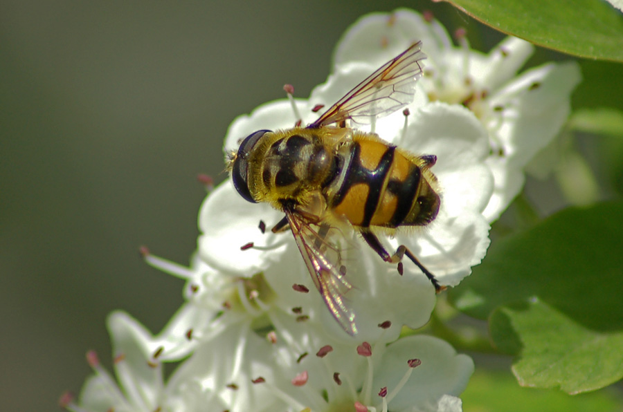 Myathropa florea